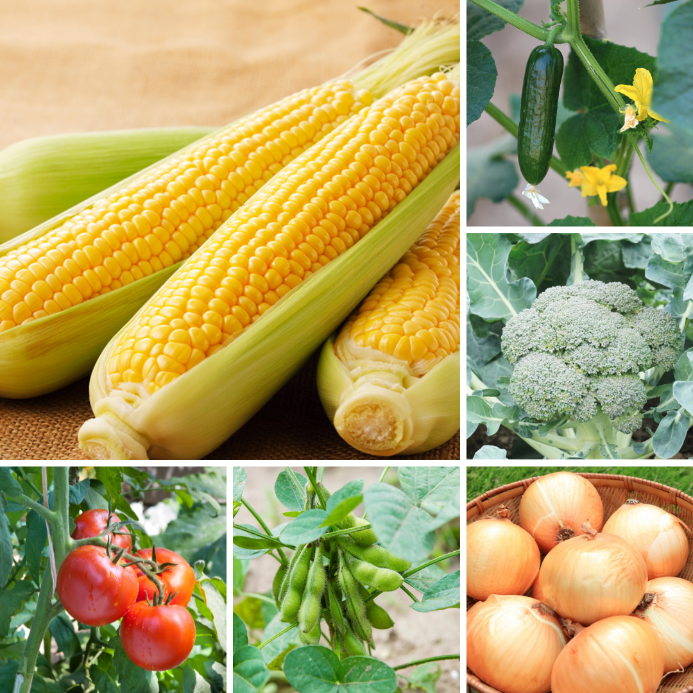 いがしらファームで採れる夏野菜の写真
