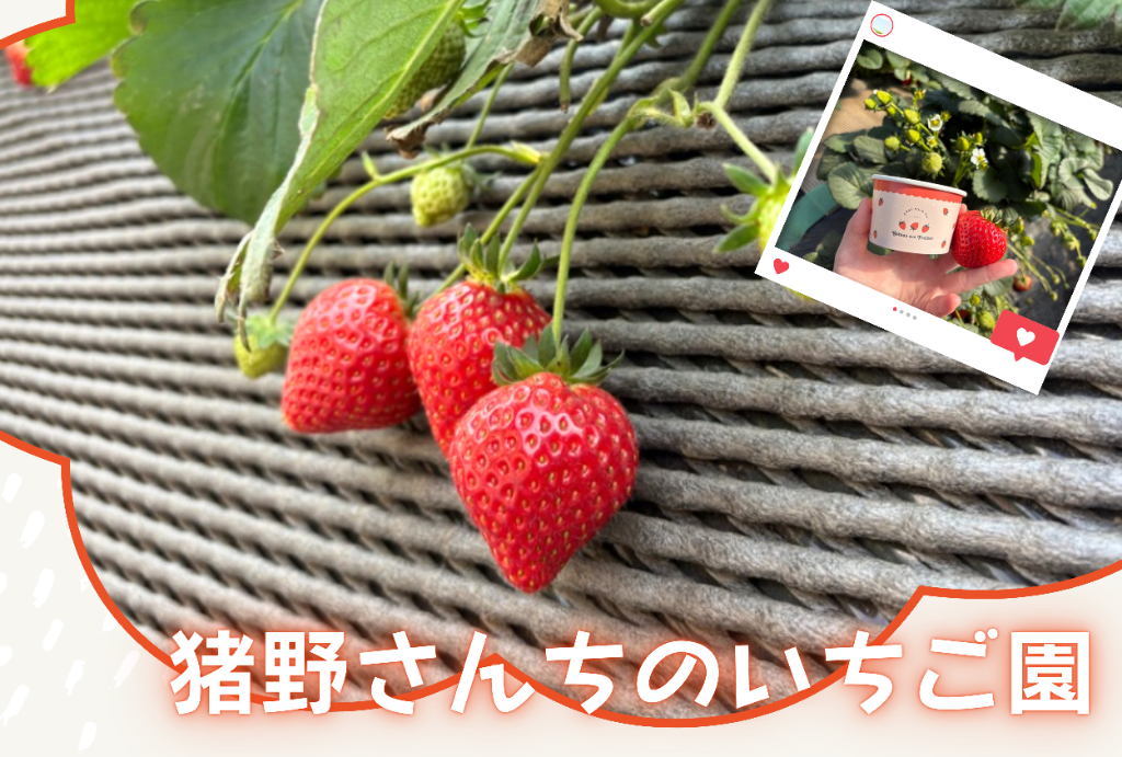 猪野さんちのいちご園