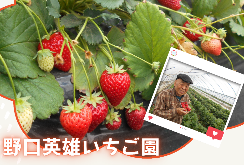 野口英雄いちご園さんの写真