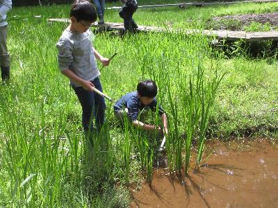 ショウブの葉をかまで刈り取る兄弟の写真です。