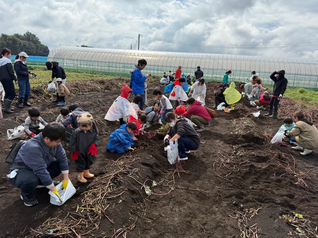 コアラちゃんクラブ活動で、親子でさつまいもを掘っている様子