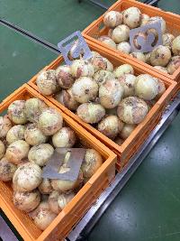 荷受けした野菜の写真