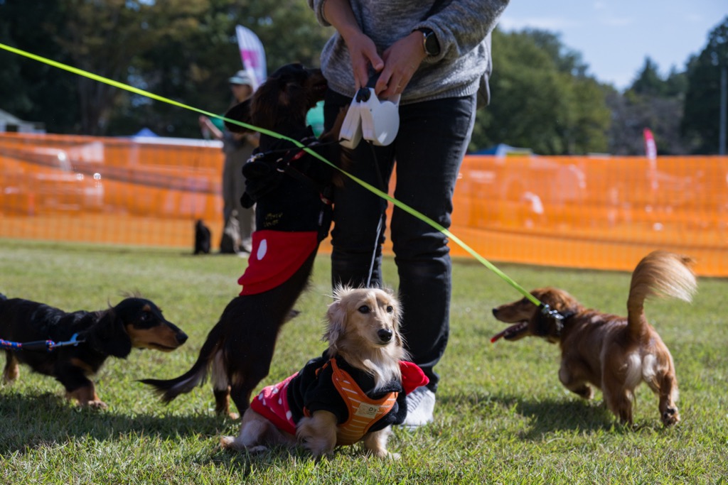 ドッグランにミニチュアダックスがいる画像