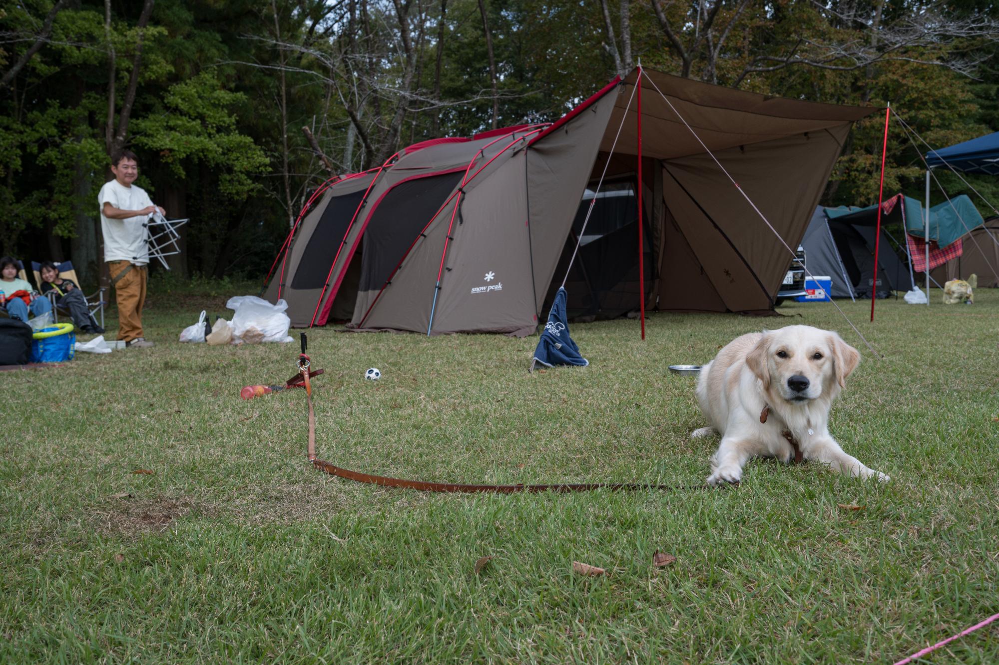 ワンちゃんがキャンプ泊を楽しむ写真