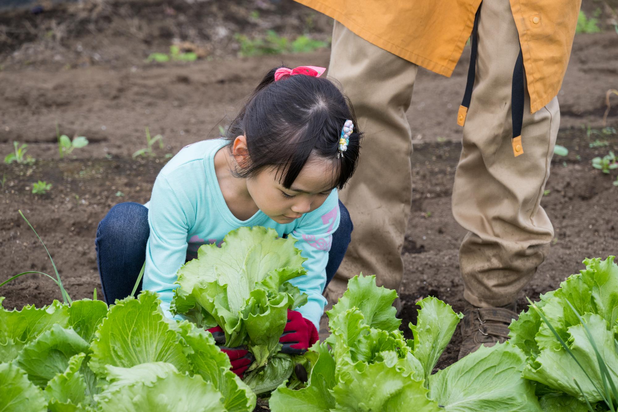 収穫体験&BBQの画像