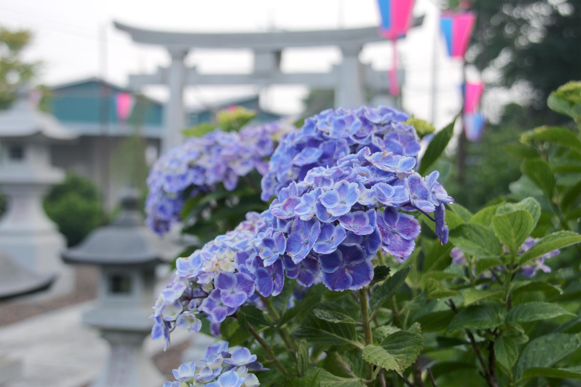 梅雨を彩る紫陽花
