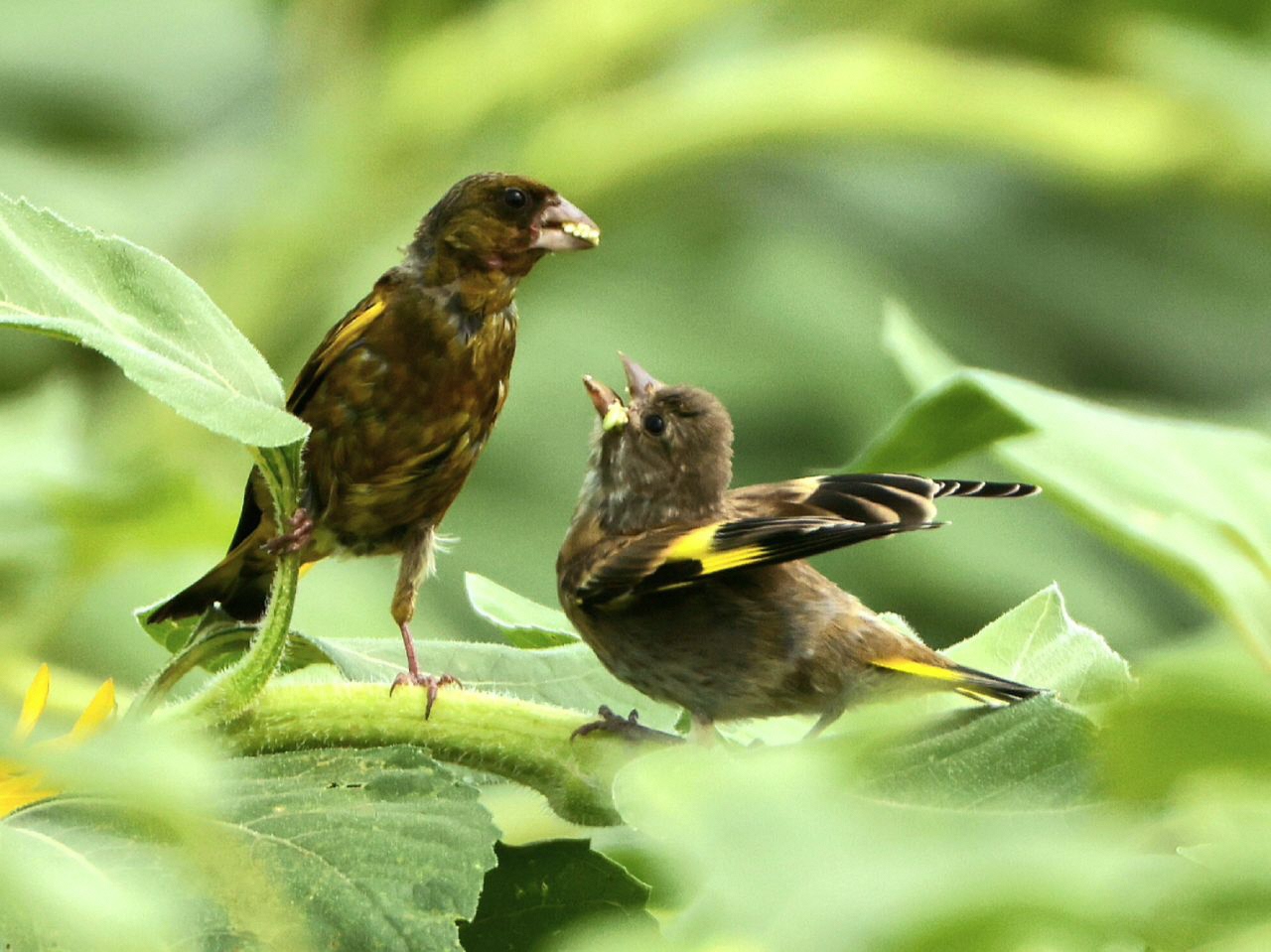 幼鳥、おねだり