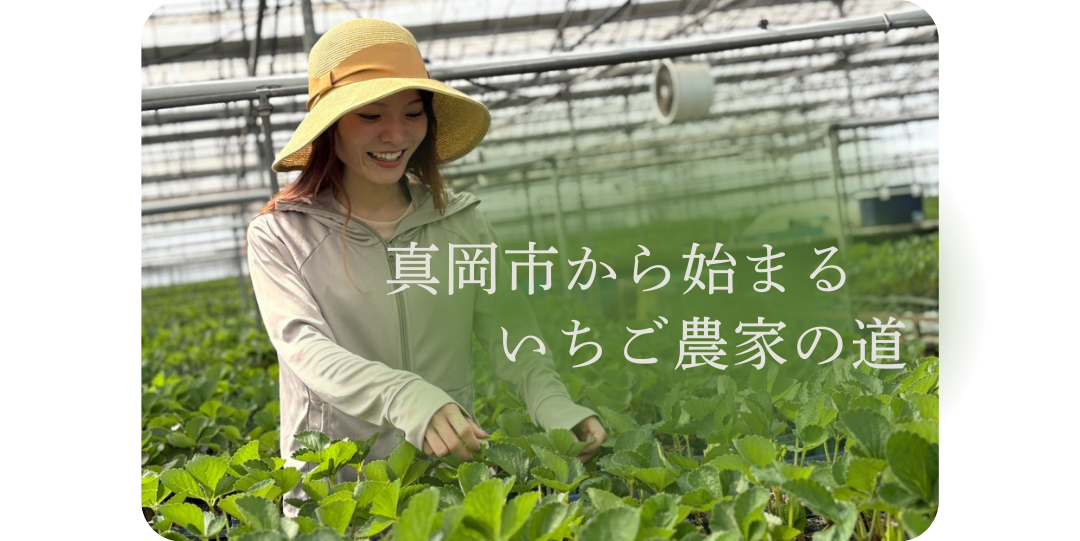 いちごの苗に触れる女性の農家の画像