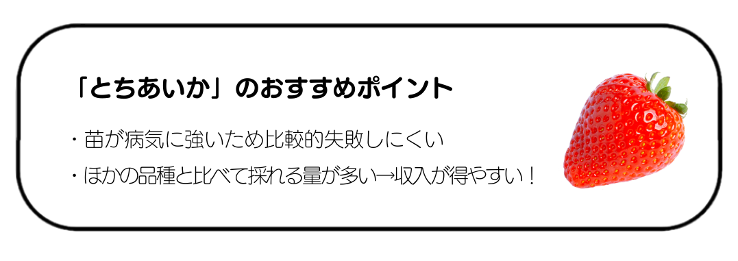 とちあいか栽培のおすすめポイント