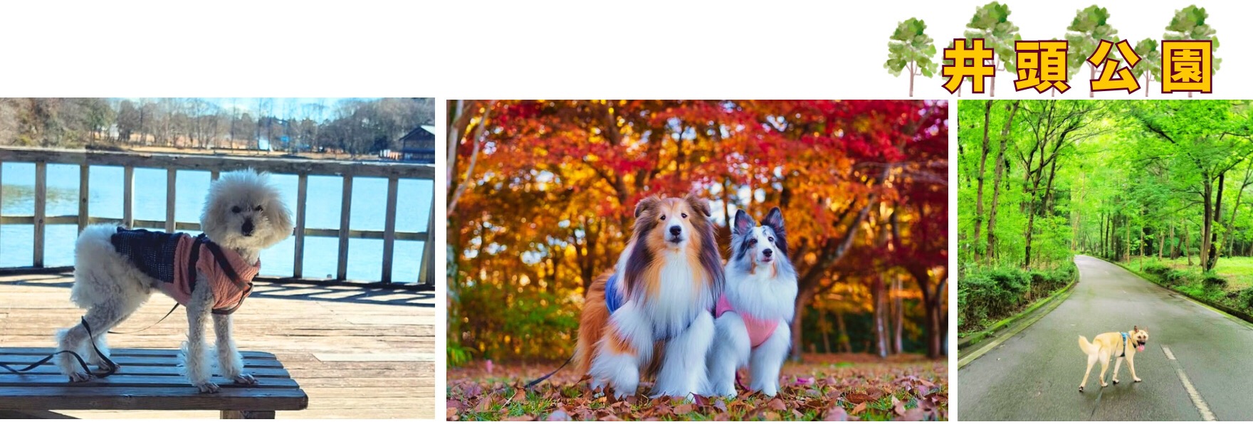 ワンちゃんと井頭公園でフォトジュニックなお散歩を♪
