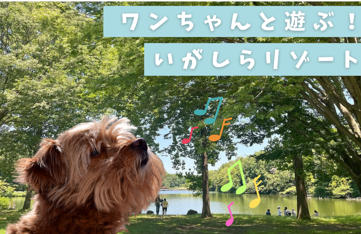 ワンちゃんとお出かけ!いがしらリゾート