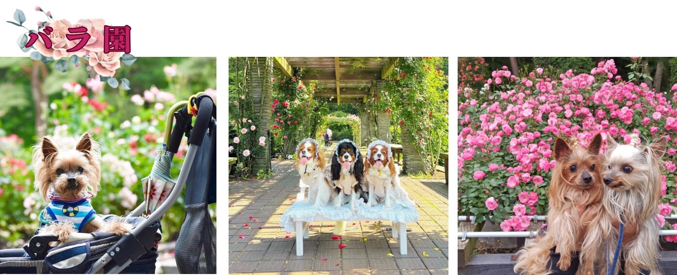 井頭公園のバラ園で素敵な写真を撮ろう!
