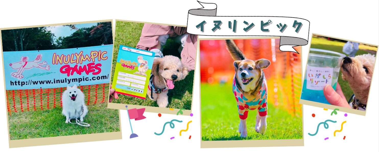 アウトドアフェスのイヌリンピックでワンちゃんとの思い出を!