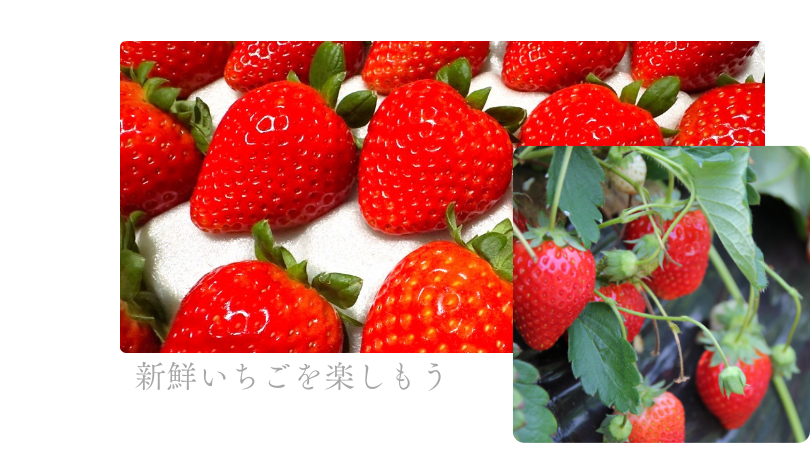 日本一!極上いちごを楽しむ