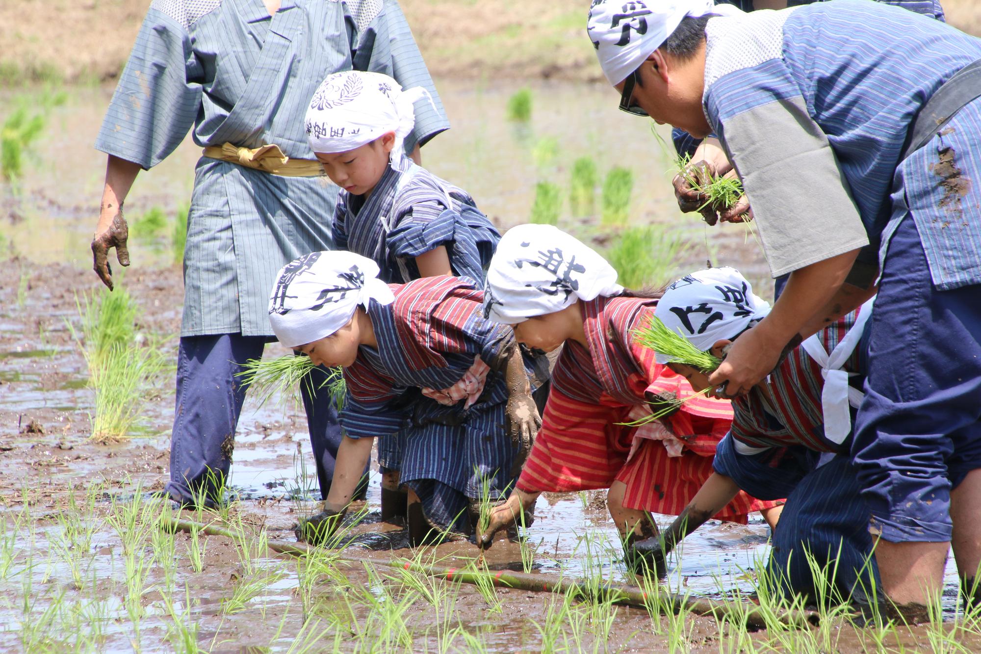 手拭いを頭に巻いて稲を手植えしている子供たちの写真