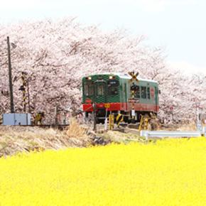 春の季節にはしる機関車