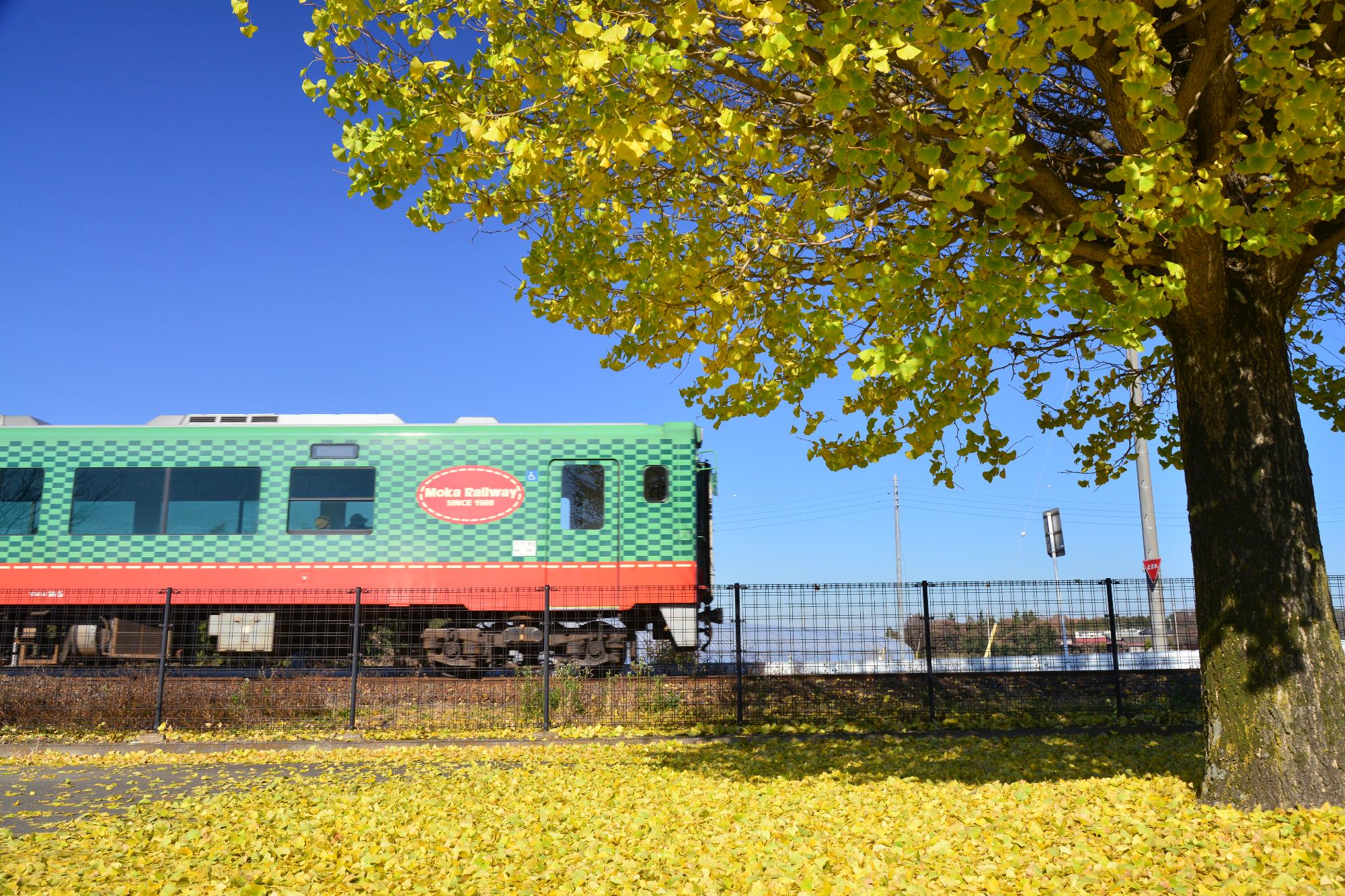 大きないちょうの木の奥を走る緑と赤で彩られた電車が走っている写真