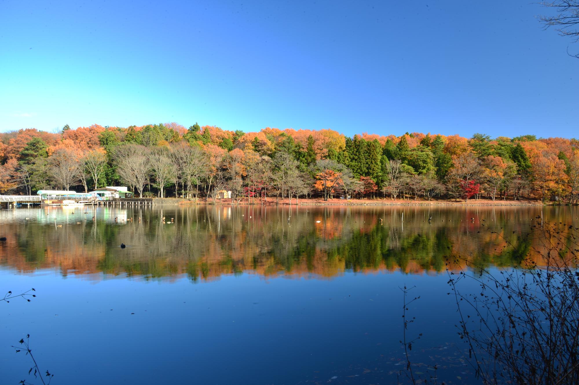 湖の奥に紅葉で赤や緑に染まっている風景が水面にも映っている風景を写した写真
