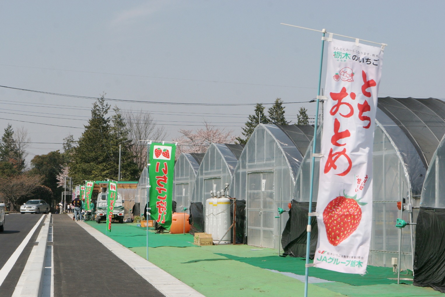 ビニールハウスの前に「とちおとめ」「いちご狩り」と書かれた旗が等間隔に並んでいる写真