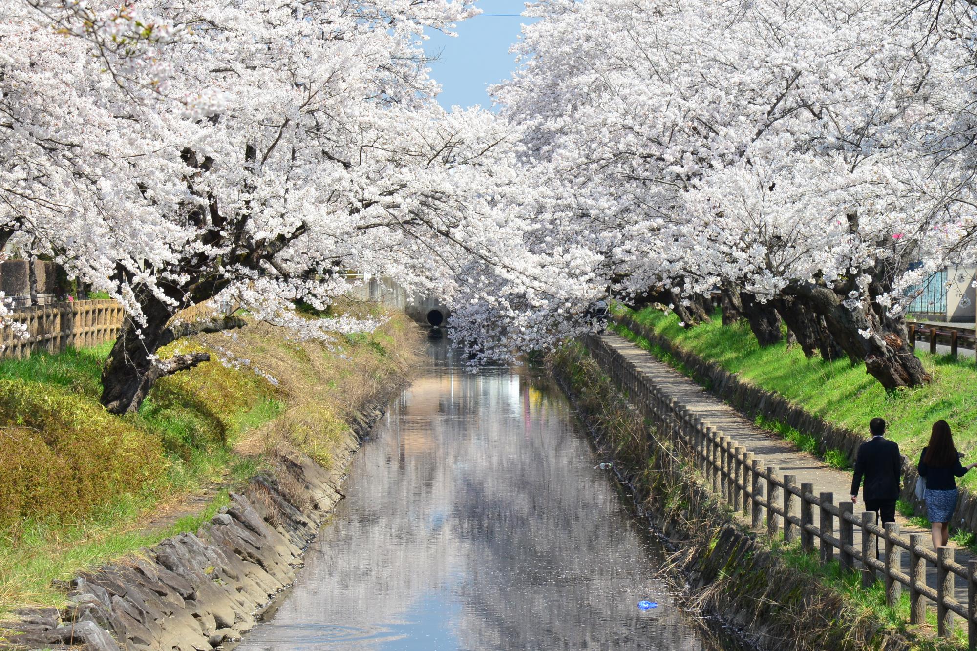 川沿いに沢山の桜の木が並んで咲いている一万本桜まつりの写真