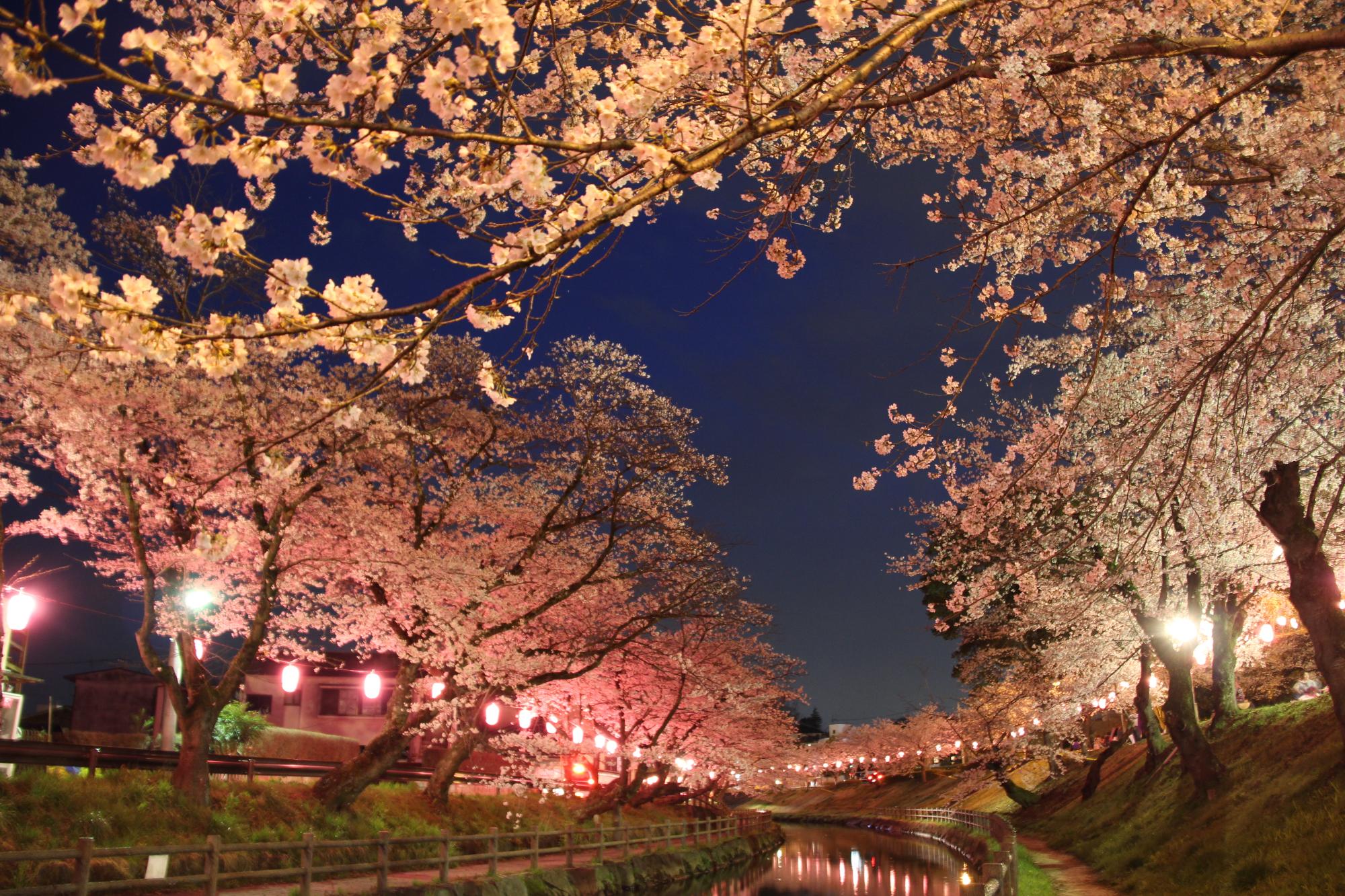 川の両側に咲く満開の桜がライトアップされている写真