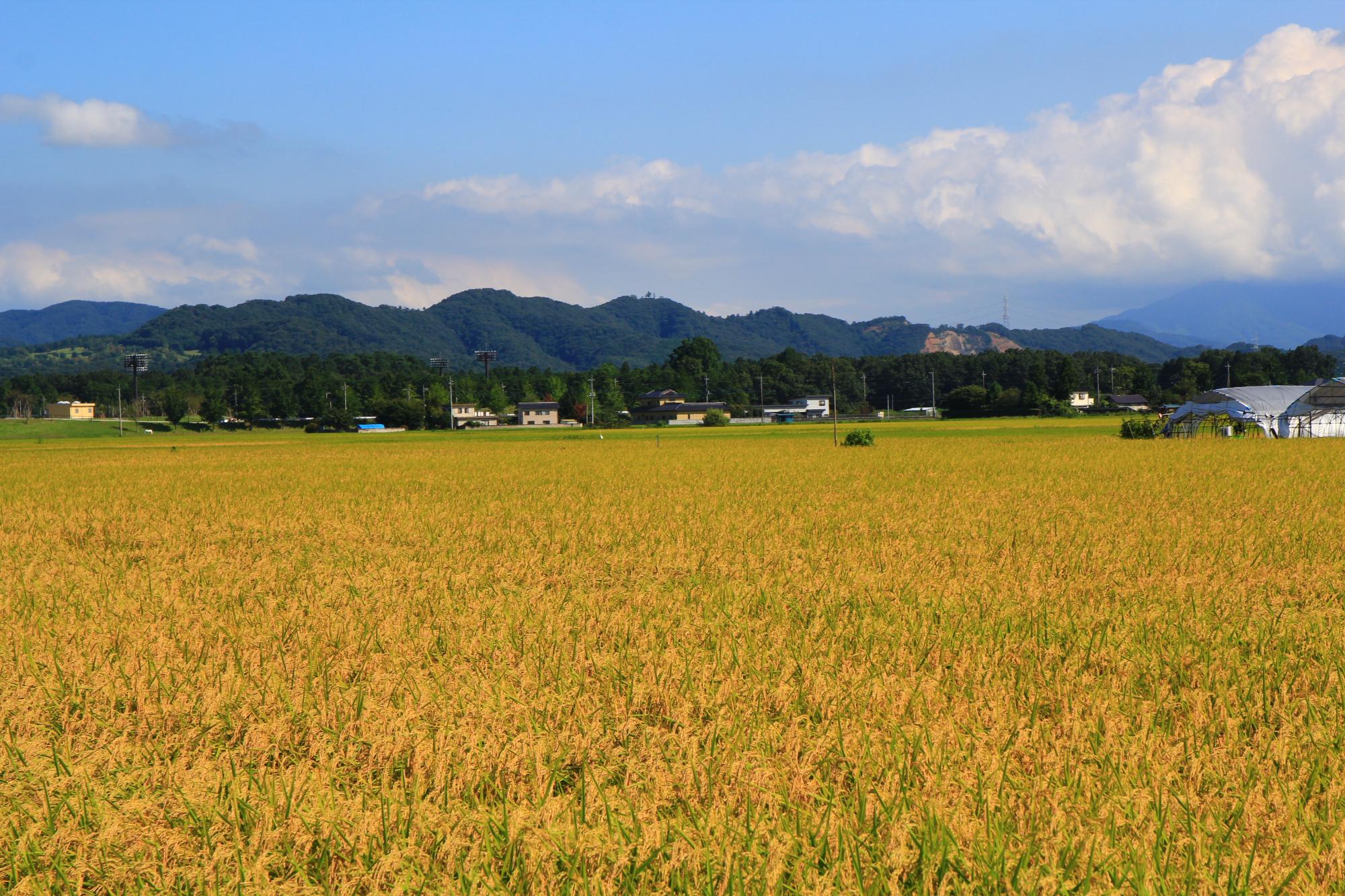 黄金色に染まっている田んぼの稲穂を写した写真