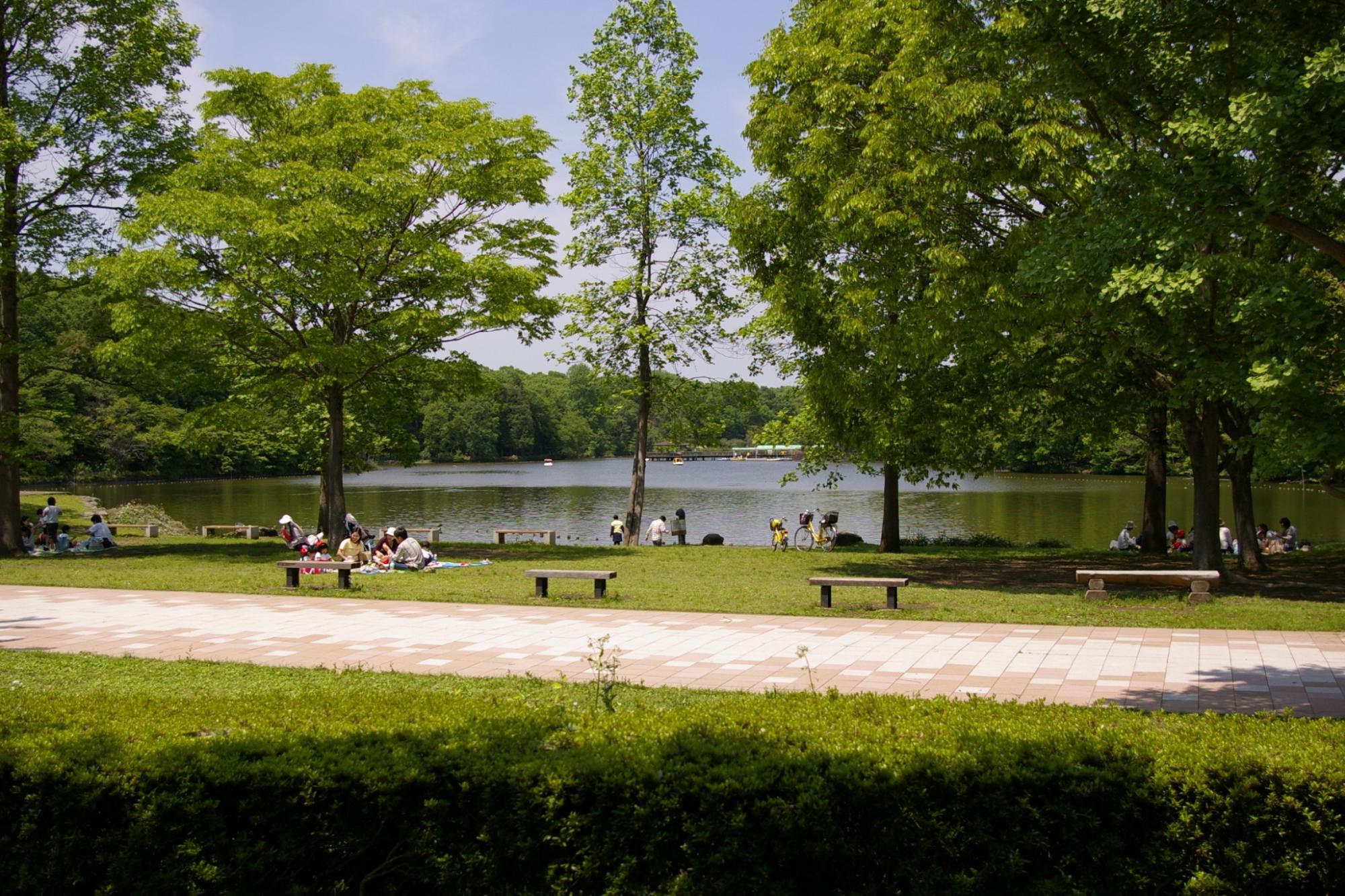 周りが木々で覆われている大きな池がありその手前が芝生となっていてベンチなどがある井頭公園の写真