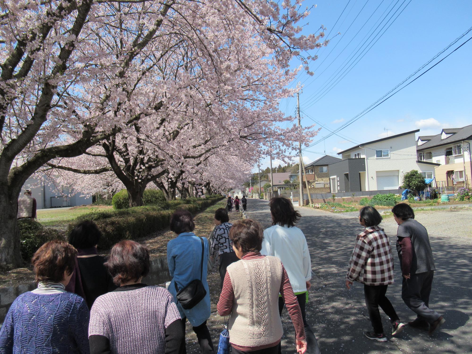 ピンク色をした満開の桜の花が咲いており、参加者の方々が桜の木の下を歩いているさくらの会ウォーキングの様子の写真