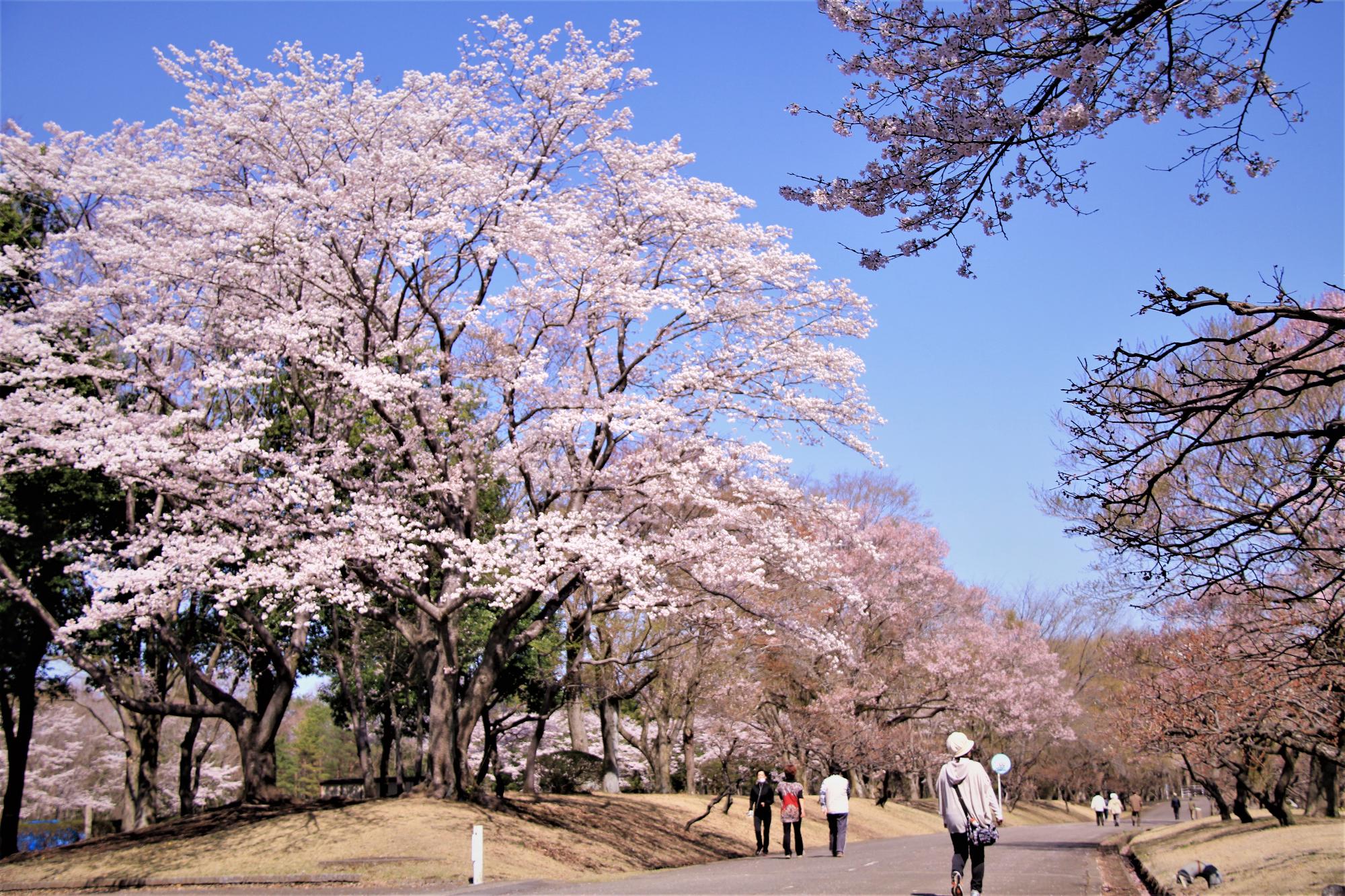 井頭公園桜まつり