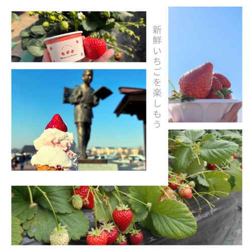 日本一！極上いちごを楽しむ