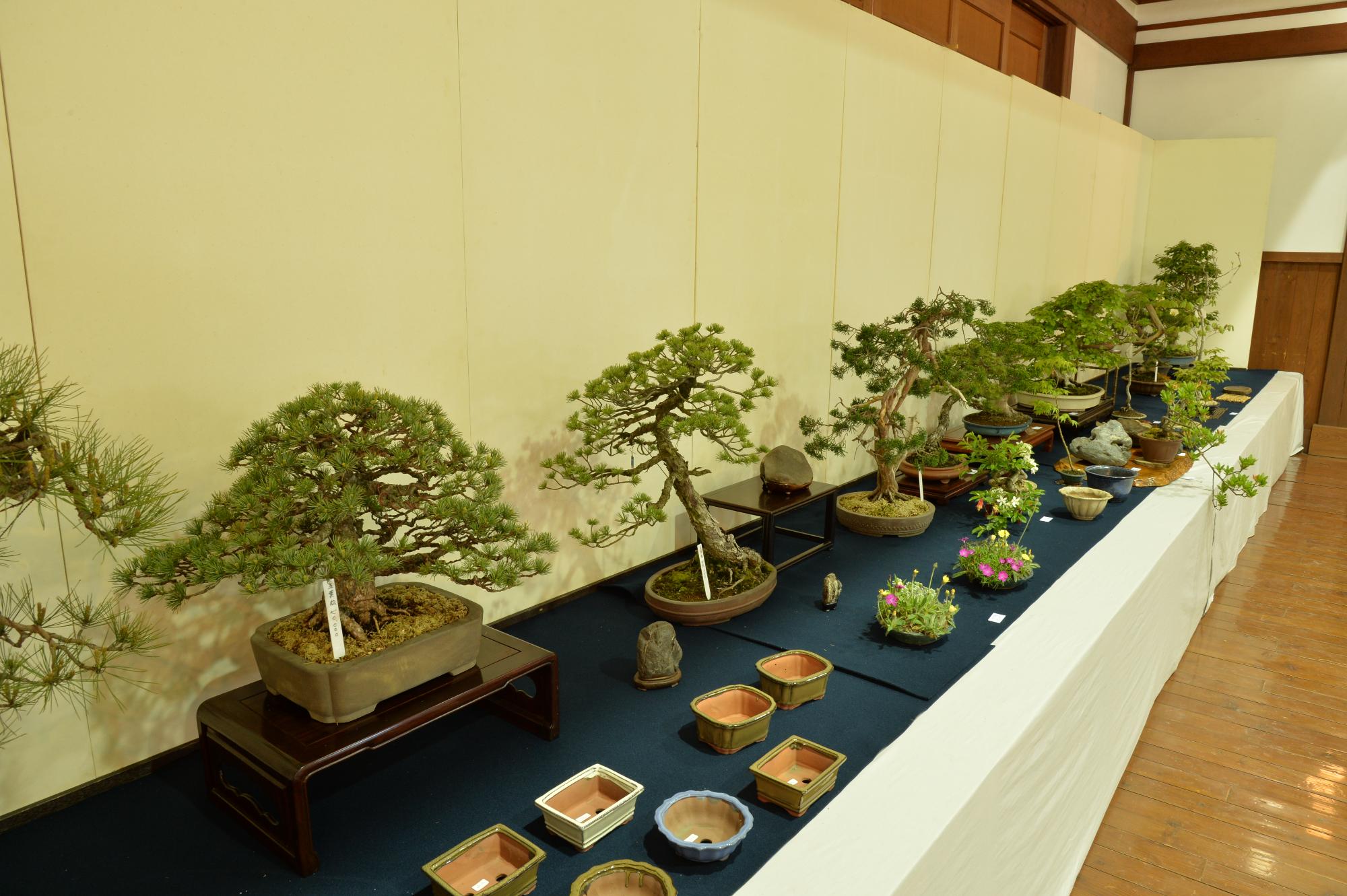 盆栽の展示の様子