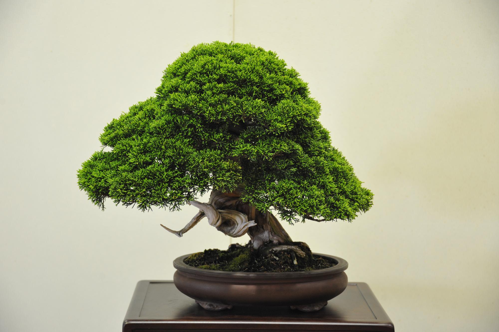 盆栽の展示の様子