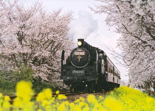 桜並木の道と道端に菜の花がたくさん咲いている真ん中を機関車が走っている写真