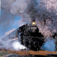 きれいな桜を背景に煙を上げて走るC12 66の写真