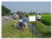 子どもたちが水路周辺で生き物調査をしている写真
