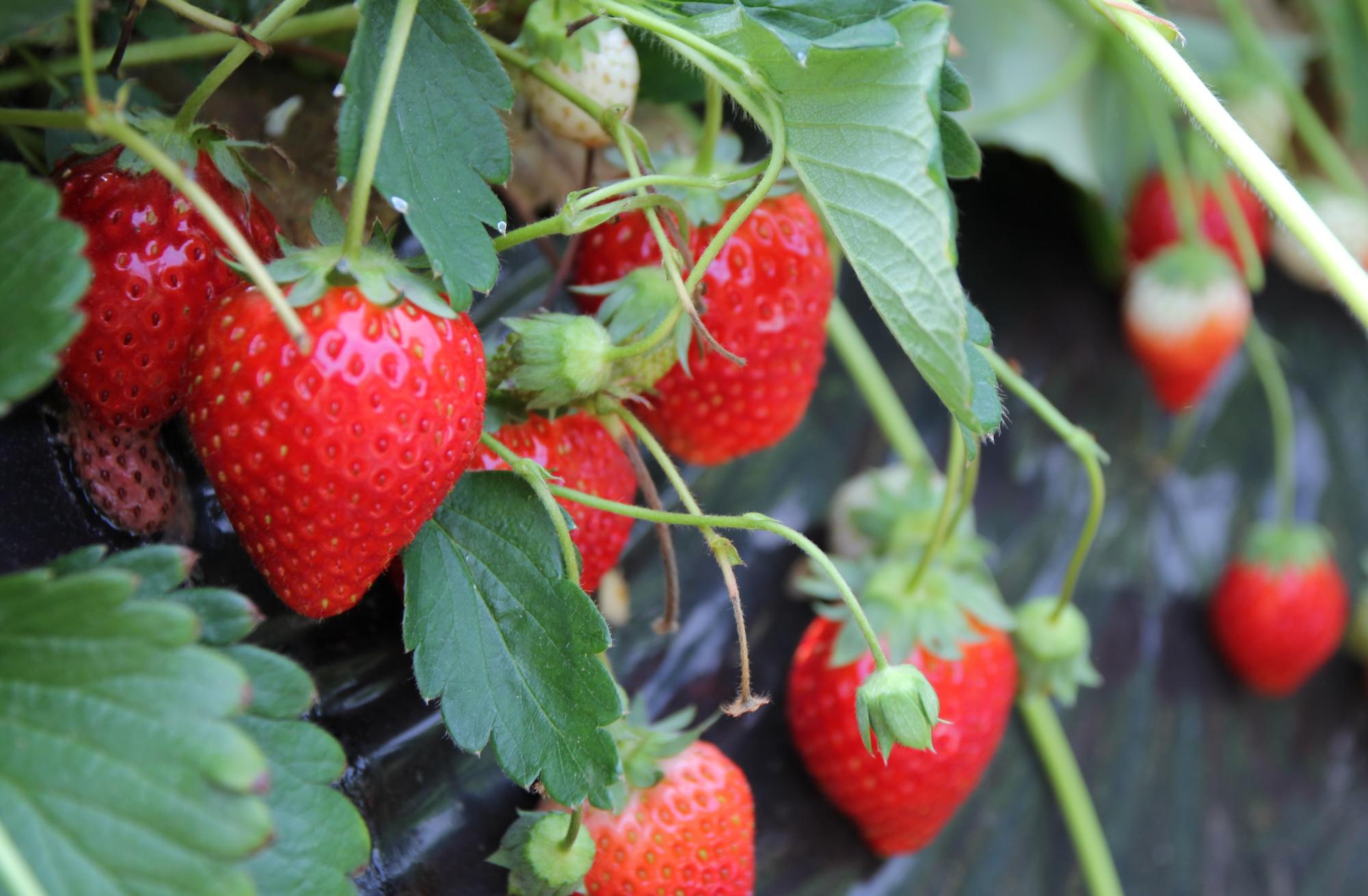 （イメージ）【令和8年3月1日締切】美と健康のいちご狩りとみそづくりツアー