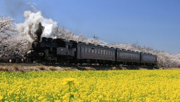 真岡鉄道の沿線に植えられた菜の花が満開の中、蒸気を上げて走るSLの写真