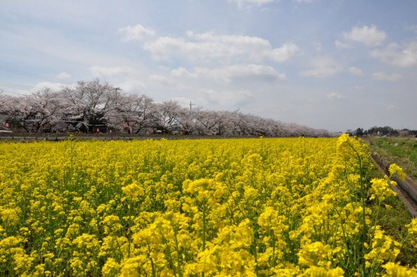 一面の黄色の菜の花畑と奥に桜が咲いている写真