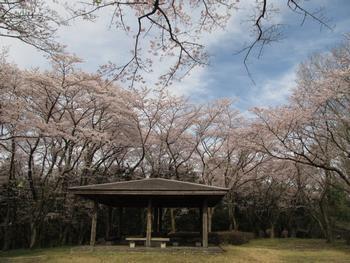 休憩所の周囲に満開の桜の木がたくさん咲いている写真