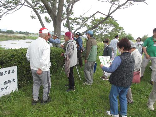 オオバンの池の観察台