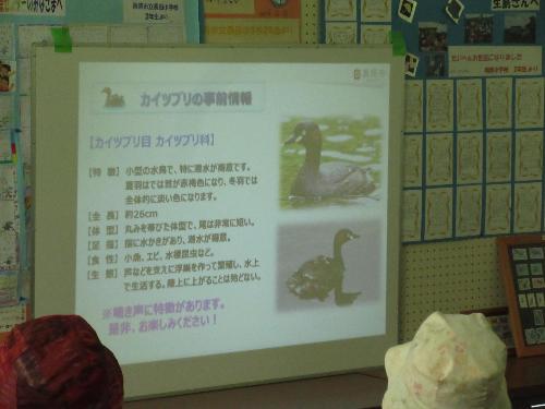 カイツブリの勉強
