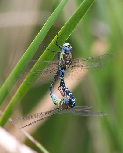 マダラヤンマの交尾