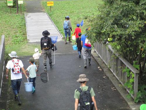 水生昆虫観察会3