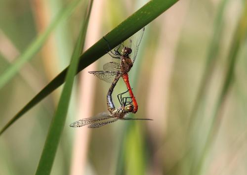 アキアカネの雌雄