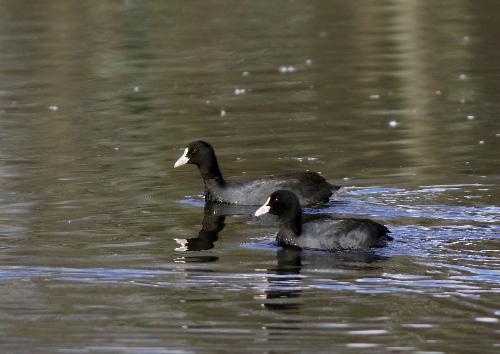 オオバンつがい