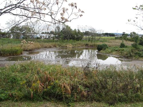 オオバンの池の様子