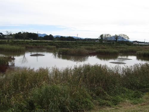 オオバンの池の中央の様子