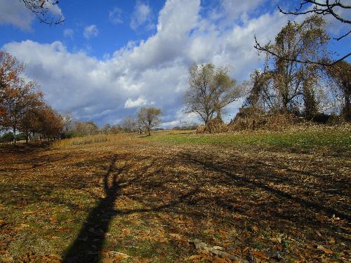 メダカの池南側湿地