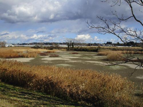 冬のオオバンの池