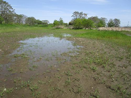 オオバンの池に水が来た